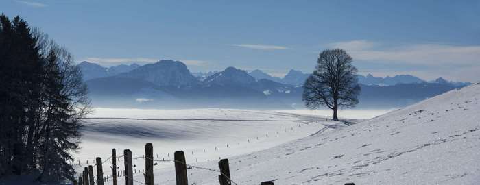 Panoramic winter landscape with snow-covered mountains and a lone tree