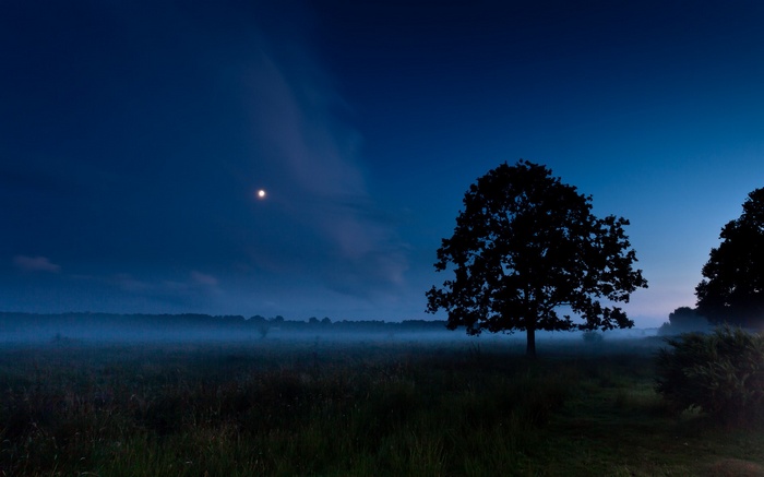 Moonlit Field with Silhouetted Trees and Fog