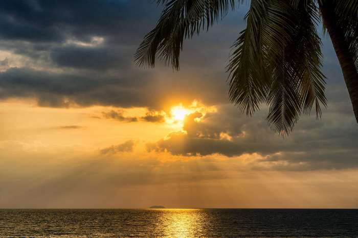Sunset over the ocean with palm trees