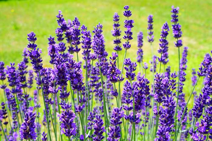 Lavender flowers in bloom with green background
