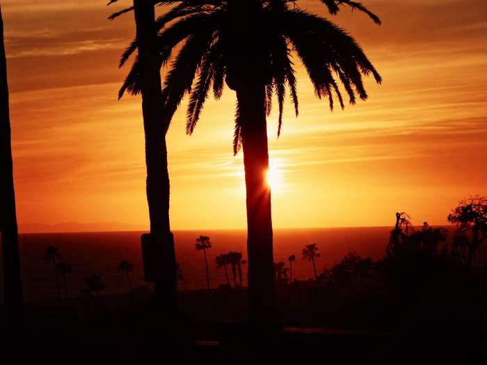 Palm trees at sunset in Los Angeles 4K