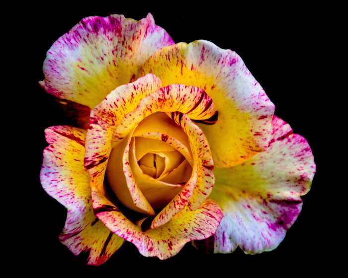 Close-up of a yellow and pink rose with black background