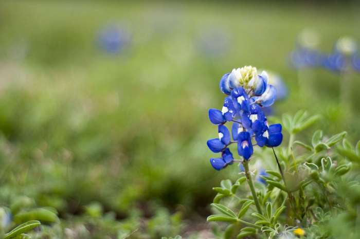 Bluebonnets in a field, wildflower 4K