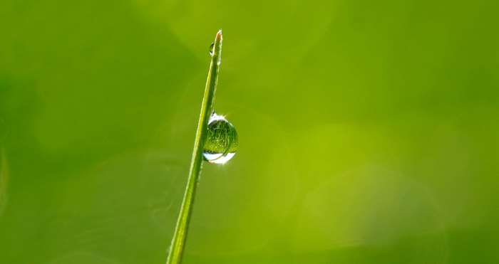 Close-up of a dewdrop on a blade of grass