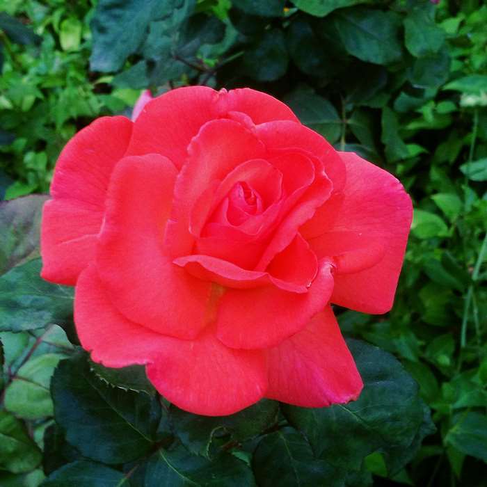 Close-up of a vibrant red rose with green leaves