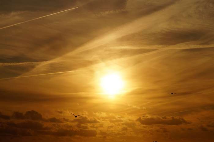 Birds flying in the sky during sunset with contrails