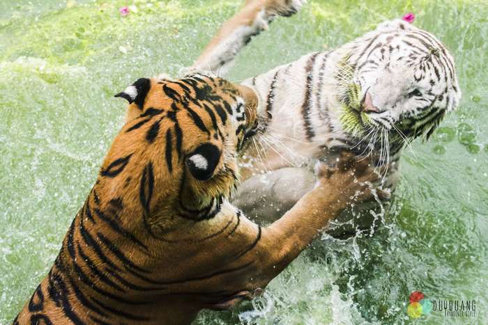 Two tigers fighting in water 4K