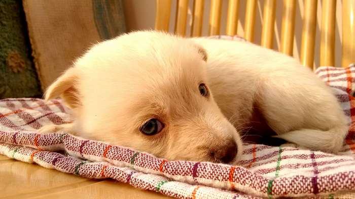 A cute, fluffy white puppy lying on a blanket