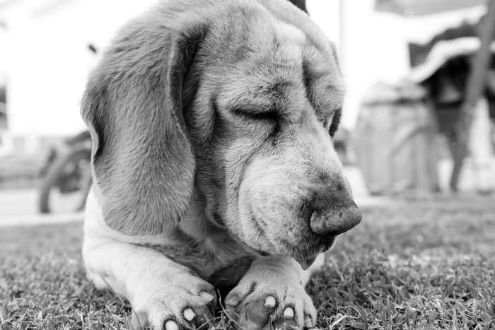 Black and white portrait of a sad dog lying on grass