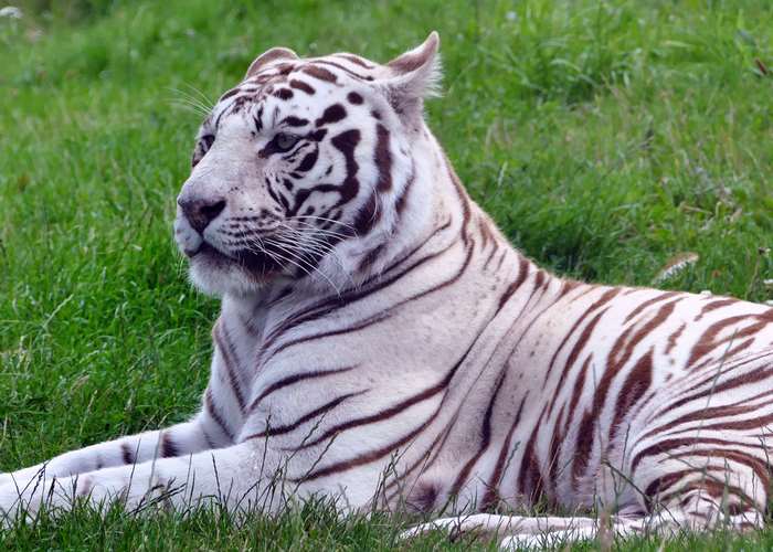 White tiger lying in green grass
