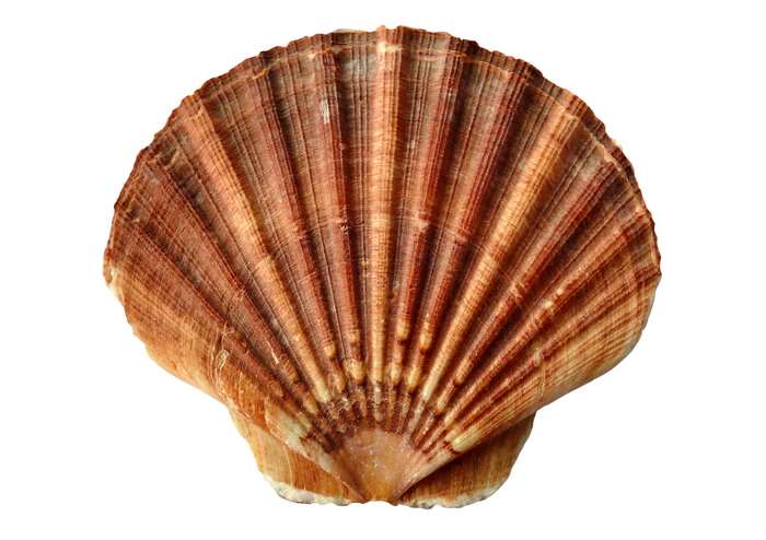 Close-up of a brown and orange scallop shell