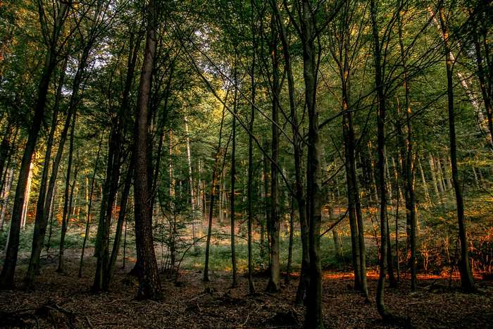 Forest with sunlit trees and forest floor