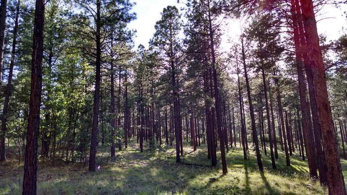 Pine forest with grass and sunlight