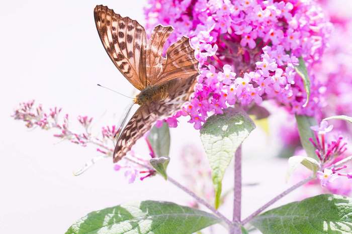Brown butterfly on pink summer lilac flowers