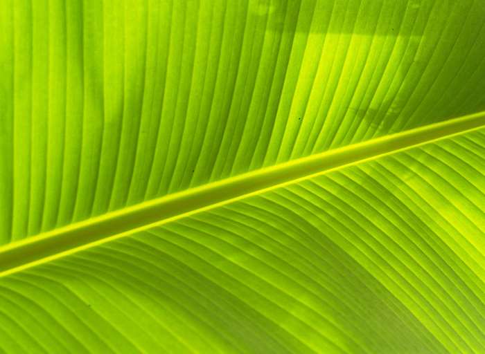 Close-up of a vibrant green banana leaf with prominent veins