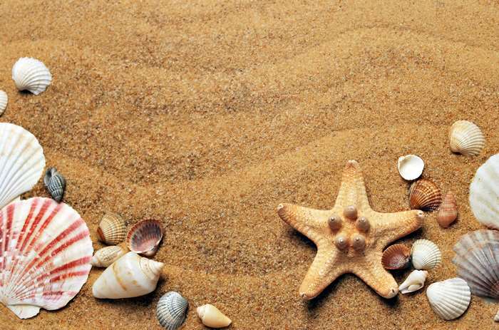 Starfish and seashells on sandy beach