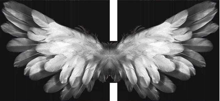 Black and white angel wings with a white vertical bar