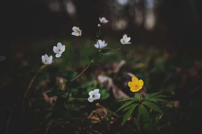 White and yellow forest flowers in bloom