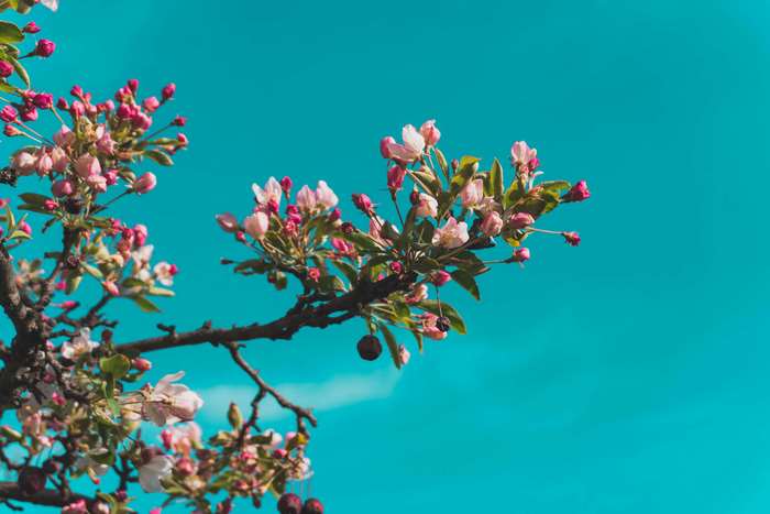Pink and white flowers on a branch against blue sky