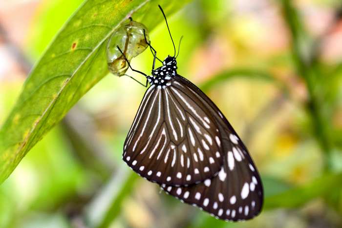 Butterfly emerging from pupa on a green leaf