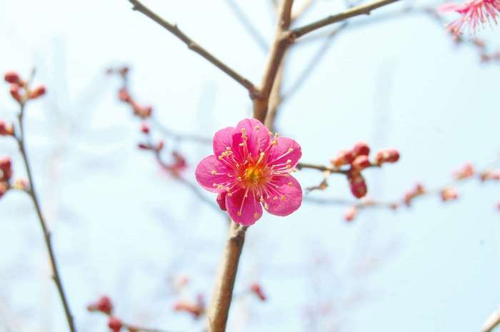 Pink plum blossom on a branch