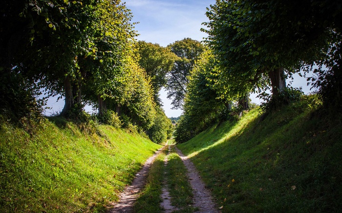 Dirt path through a tree-lined avenue