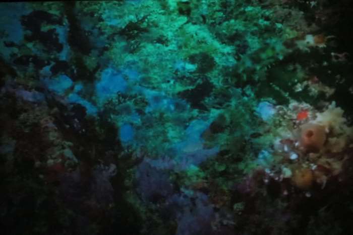 Underwater coral reef with blue and green hues