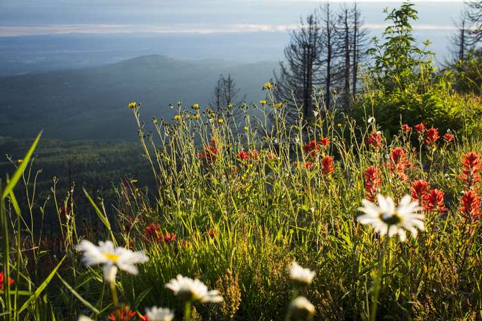 Wildflowers on a Mountain Overlook