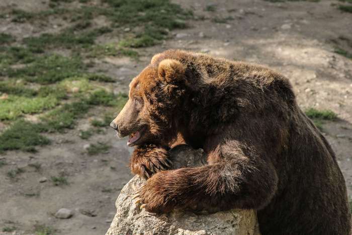 Grizzly bear resting on a rock