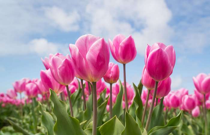 Pink Tulips in a Field Under a Cloudy Sky