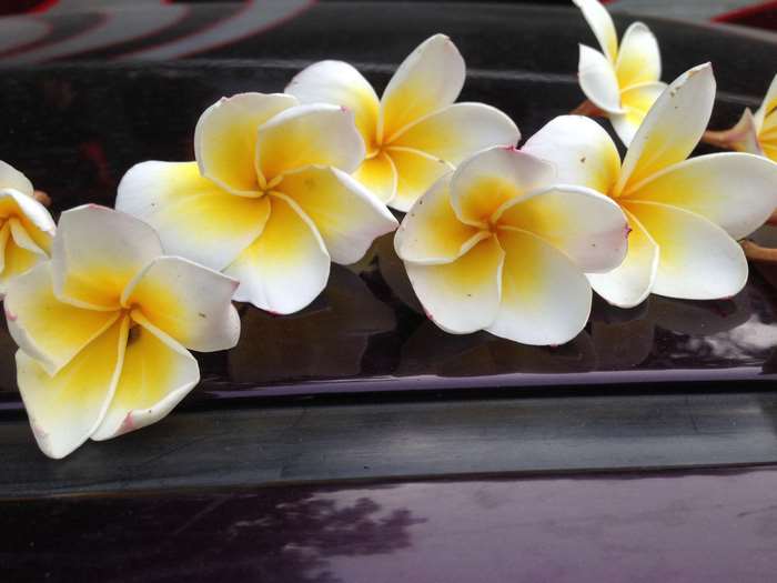 White and yellow plumeria flowers on a dark surface