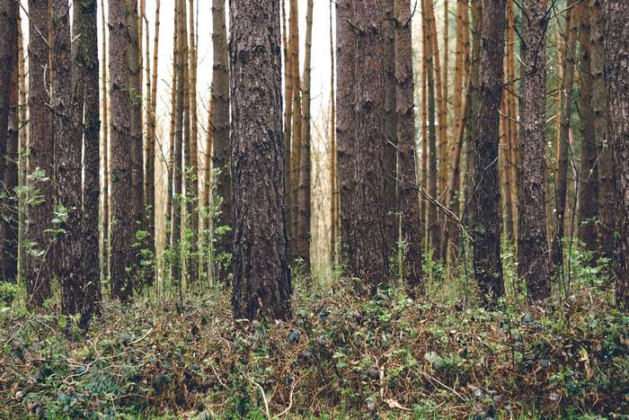 Forest with tall trees and undergrowth