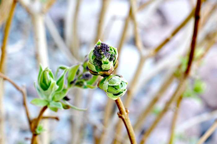 Close-up of lilac buds and new leaves in spring