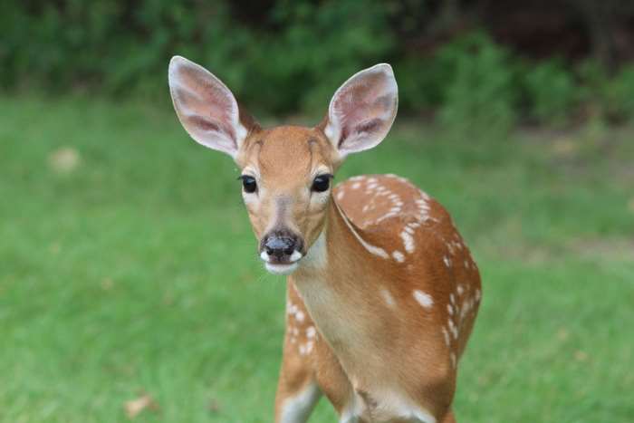 Adorable Baby Deer in Natural Green Setting