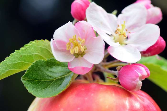 Delicate Apple Blossoms in Springtime Bloom