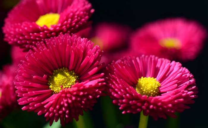 Close-up of bright pink daisies with yellow centers