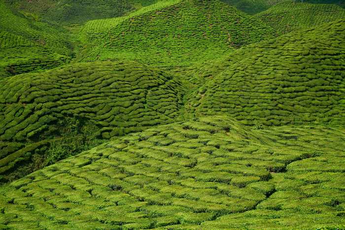 Tea plantations in Malaysia