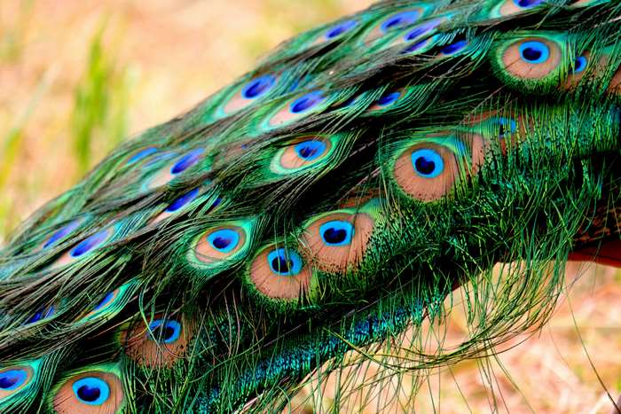 Close-up of a Peacock's Colorful Feathers