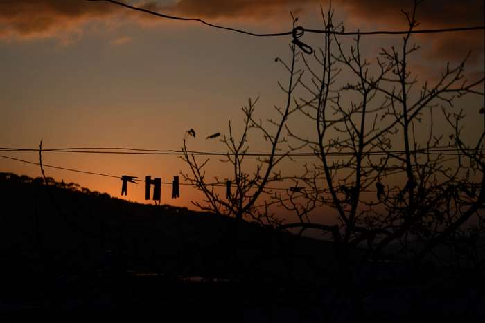 Silhouette of trees and clothesline against sunset