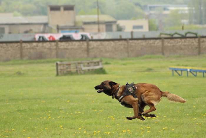Belgian Shepherd Dog running in a field