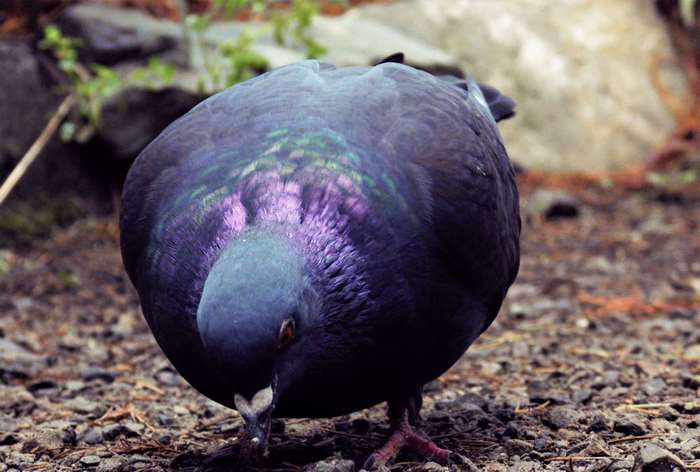 A plump pigeon with iridescent neck feathers pecks at the ground