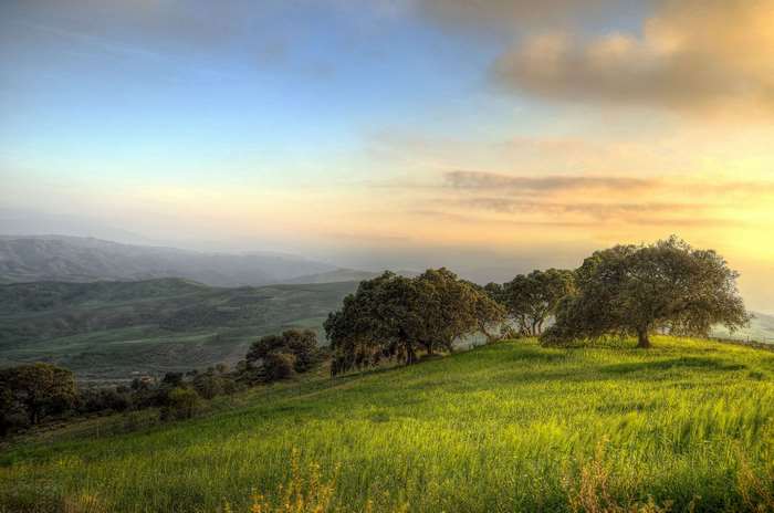Rolling hills with trees at sunrise 4K