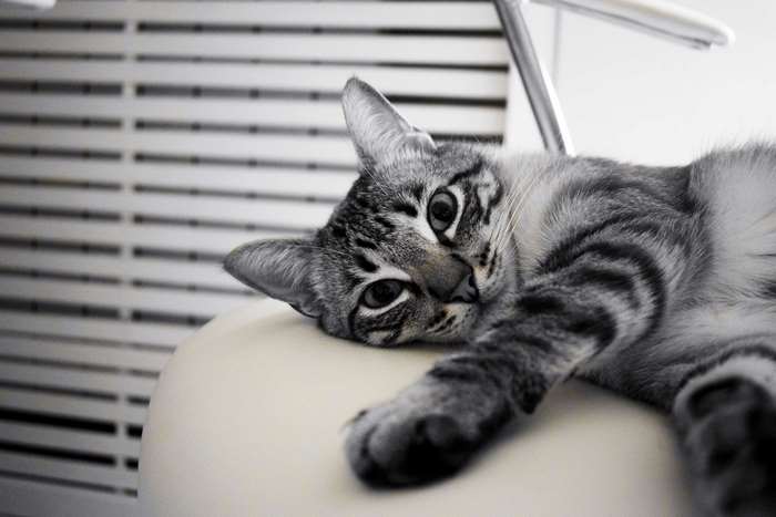 Tabby cat lying on a chair