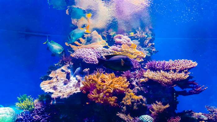 Aquarium with Corals and Fishes 4K