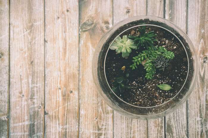 Terrarium with succulents on a wooden surface
