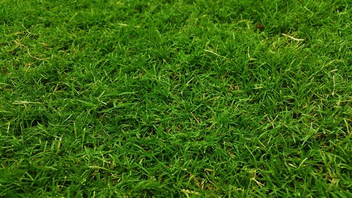 Close up of green grass field