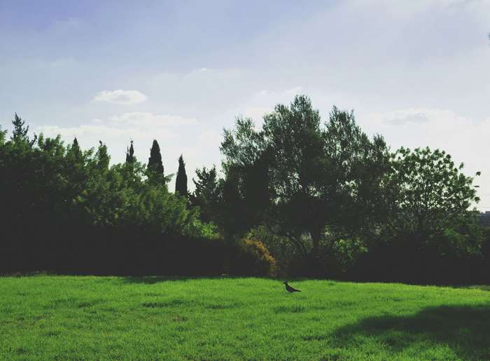 Bird in a grassy field with trees and sky