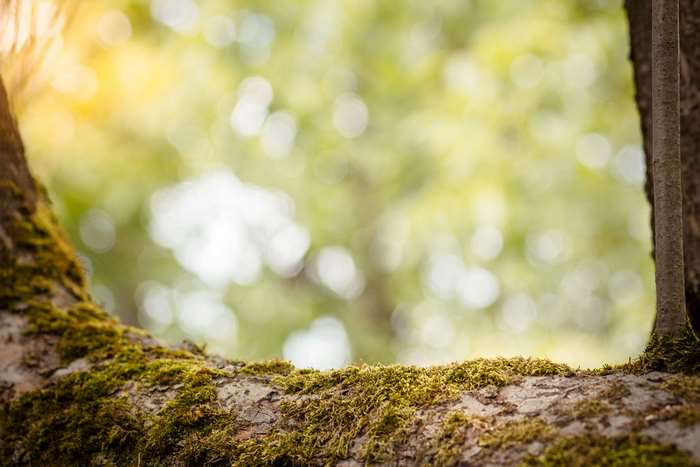 Mossy tree branch with blurred green foliage background