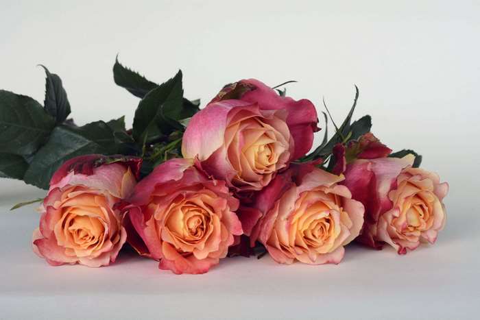 Bouquet of pink and orange roses with green leaves