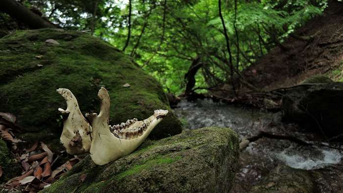 Animal jawbone in a mossy forest by a stream